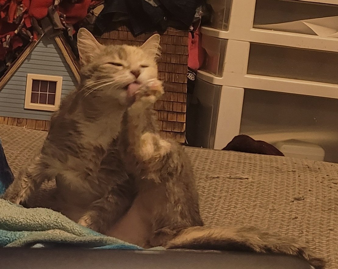Meowstermind's tweet photo. Rest in peace my sweet little angel, my heart hurts so much saying goodbye but you're now at peace and no longer suffering. I'll love you forever and never forget you. Say hi to Cassie for me my little love https://t.co/xYAlDT9ss5
