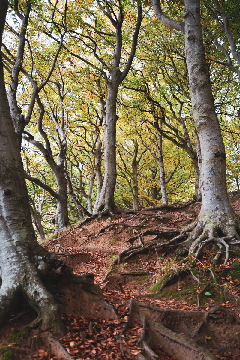 Martin LeBlanc tweet media