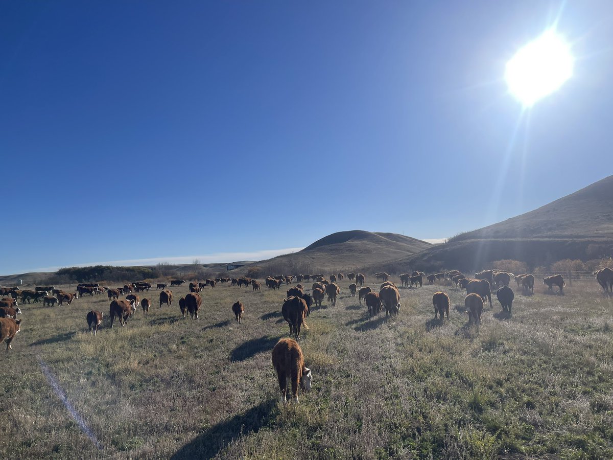 Jocelyn Wasko tweet media