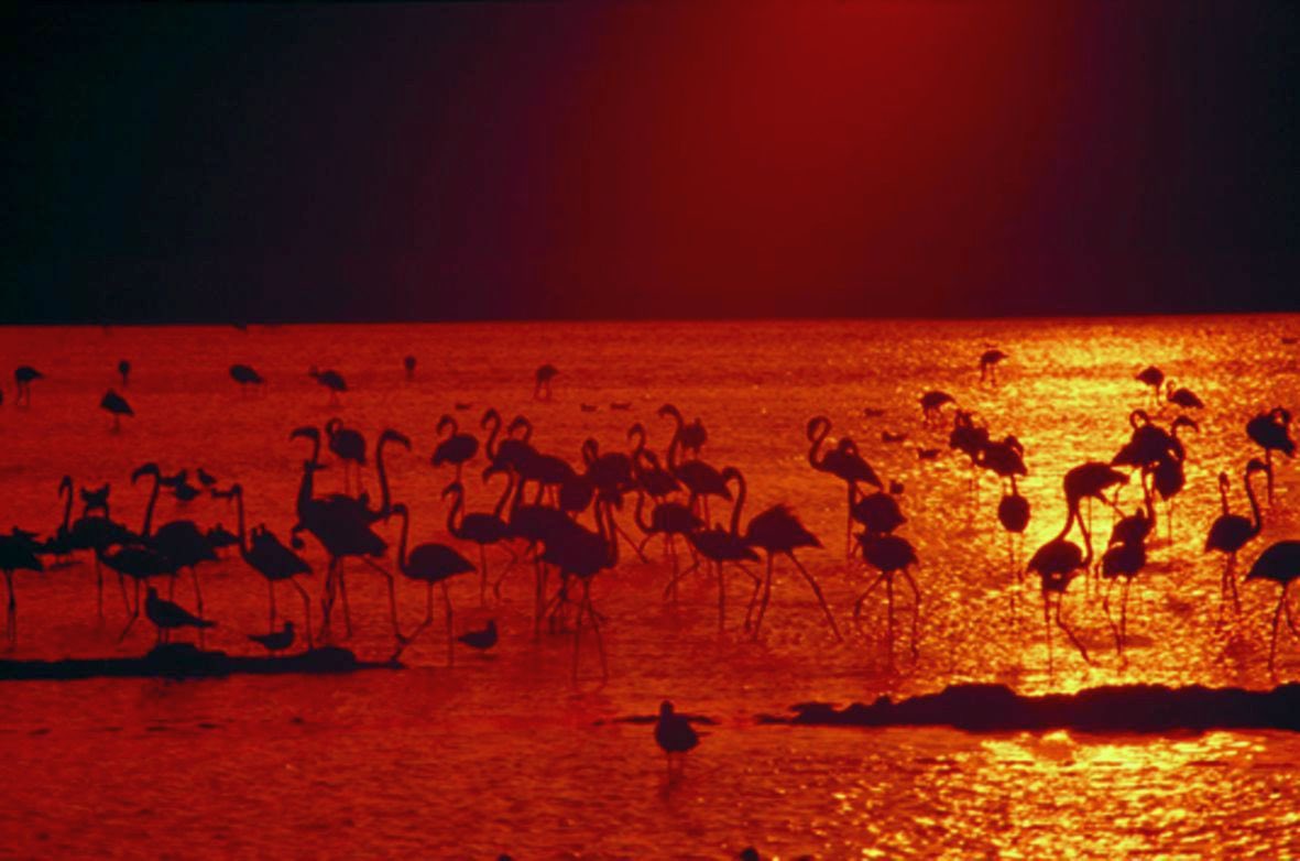 MedioAmbAND's tweet image. 🎉 ¡Hoy se cumplen 40 años de la declaración de Marismas del Odiel como Paraje Natural! Un lugar clave para la biodiversidad de #Andalucía. 🌿
Seguimos trabajando por su protección, para que las futuras generaciones puedan disfrutar de este entorno único. 🌍💚

#RevoluciónVerde