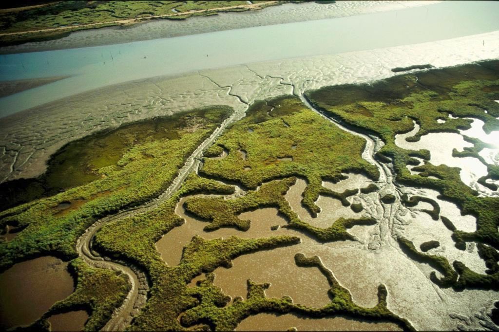 MedioAmbAND's tweet image. 🎉 ¡Hoy se cumplen 40 años de la declaración de Marismas del Odiel como Paraje Natural! Un lugar clave para la biodiversidad de #Andalucía. 🌿
Seguimos trabajando por su protección, para que las futuras generaciones puedan disfrutar de este entorno único. 🌍💚

#RevoluciónVerde