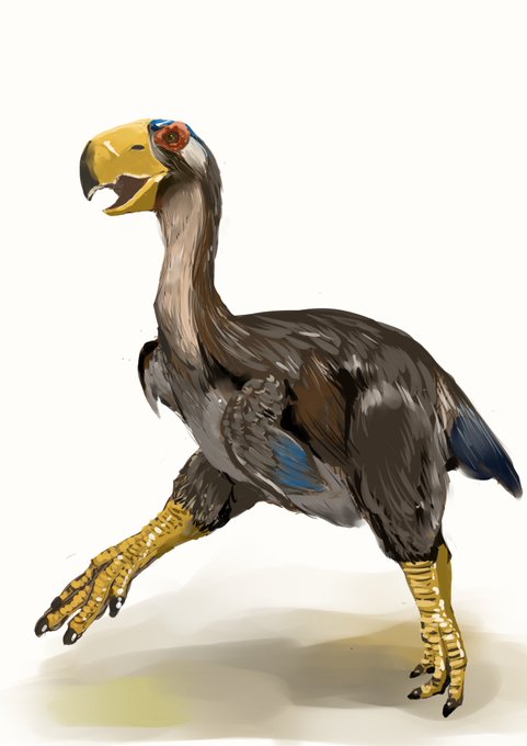 ディアトリマ。暁新世、つまり恐竜が滅びて哺乳類もまだ小型なものしかいない世界での巨大な頂点捕食者、ティラノサウルスの後継者と考えられていましたがどうも植物食らしく多分蹴殺し狩なんてしてませんでした、どころかガストルニス属のある種とどうも同一らしくディアトリマ属自体が消えそう。 