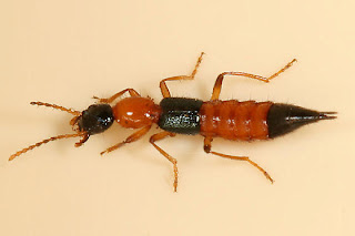 Jamie I.F. tweet media