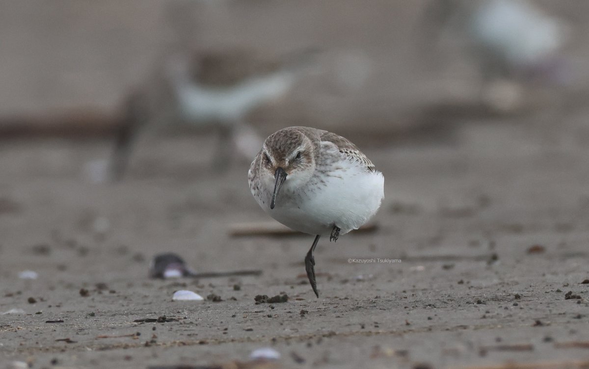 TsukiyamaKazu's tweet image. 跳ねる団子
#ハマシギ