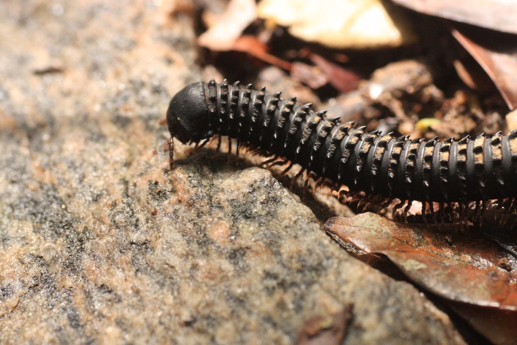 Eucentrobolus Tamulus millipedes are so fucking metal holy shit