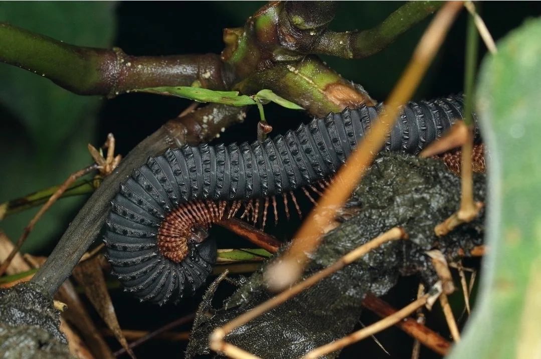 slug_bug's tweet photo. Eucentrobolus Tamulus millipedes are so fucking metal holy shit https://t.co/y8dExY1Lmd