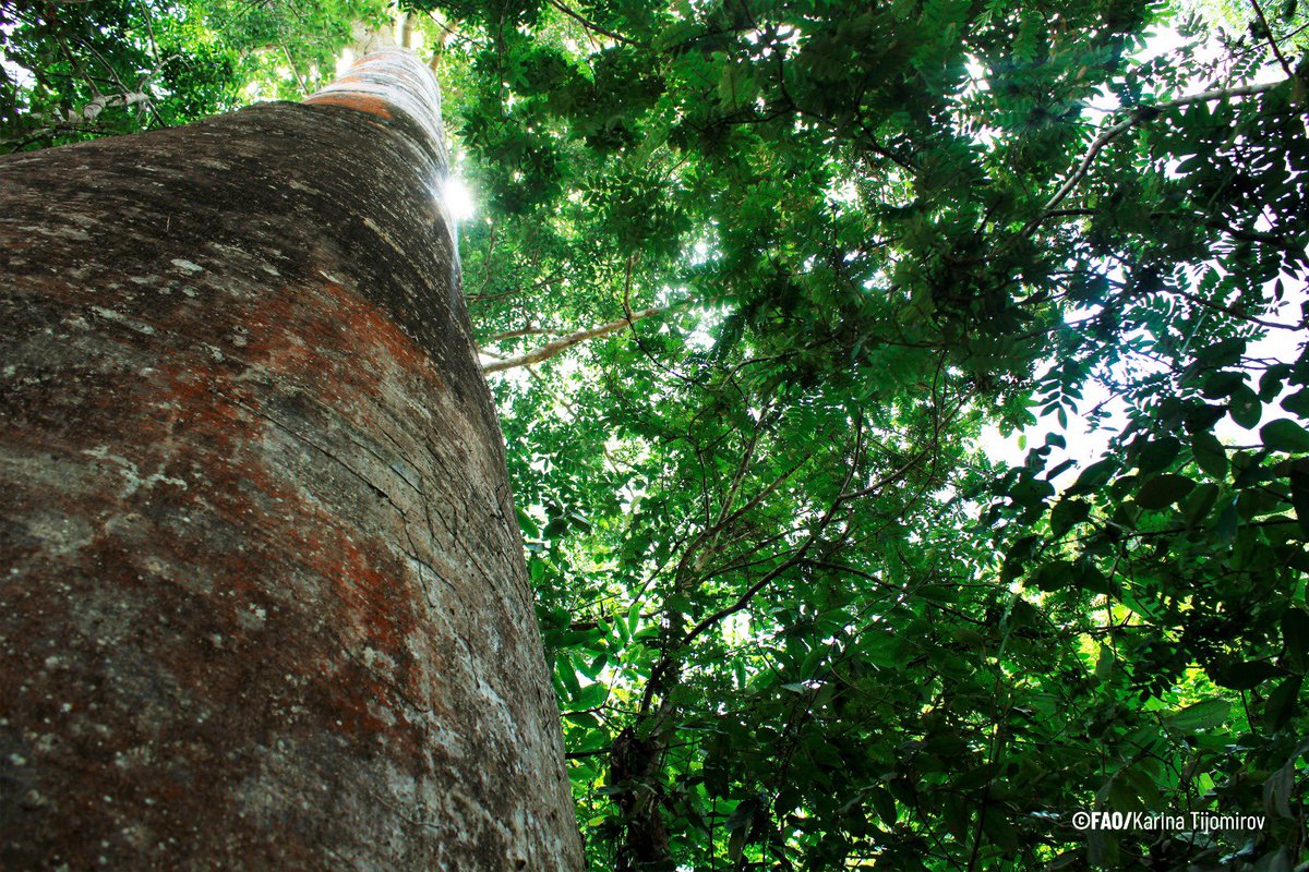FAOMesoamerica's tweet photo. 🌳 Gracias al apoyo del proyecto #CBITForest, la Red de Inventarios Forestales Nacionales de América Latina y el Caribe #RedIFNLAC ha avanzado significativamente en la armonización de metodologías en la región. 🌎

#InventariosForestales

Conoce más 👉 https://t.co/YiSe7zMx4T https://t.co/V66cQfwYjx
