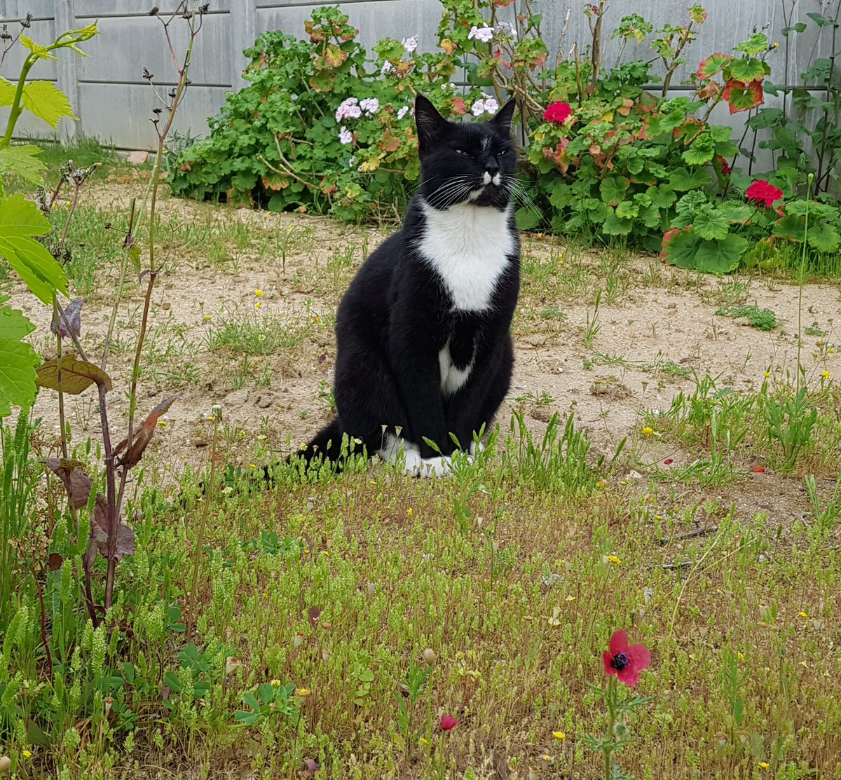 Isabel53813257's tweet photo. Eyes locked on a distant goal 🐾 Focus, patience, and a quiet purr can take you further than you think. 🐱 Stay steady and stay strong. #CatFidence #FocusAndPounce #Purrsistence https://t.co/CTxb10zanX