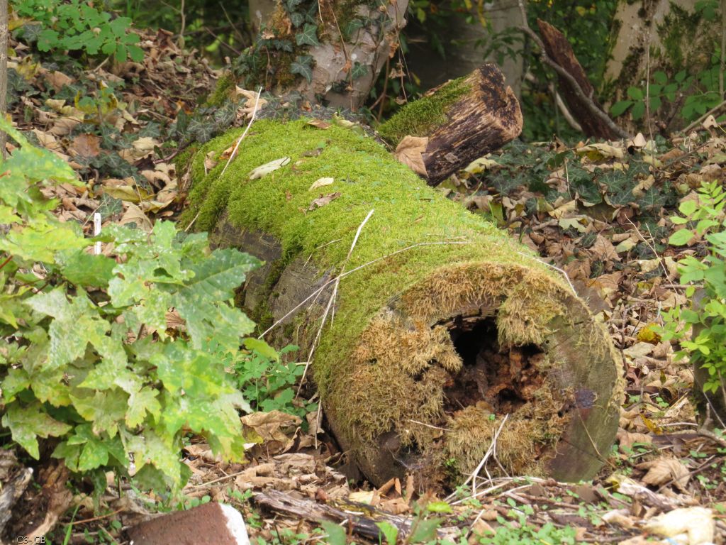 beingmyself_25's tweet photo. 18.10.2024
War neugierig wie es im Baumstamm aussieht
Dient als guter Unterschlupf
#Baum #Urwuchs #Wildwuchs #Natur #Herbst #LahnDillKreis #LDK https://t.co/90vsgYLzju
