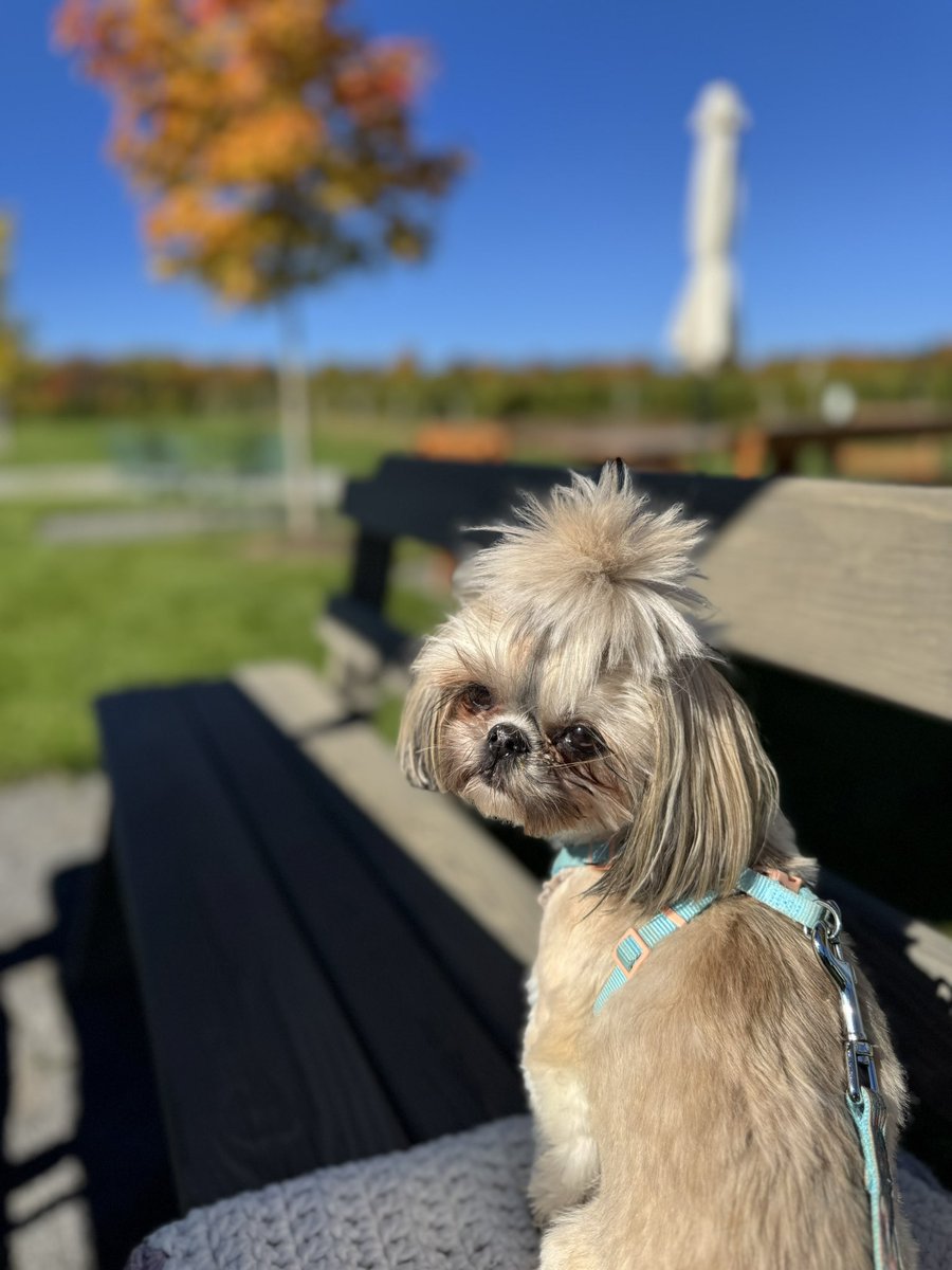 d_beneville's tweet photo. These are a few of my favorite things 🍁🤍🖤 Fall on Seneca Lake is unmatched. #fingerlakes #senecalake #winery #wine #dogs #foodie #fall #leaves #foxrun https://t.co/MIFZWKZpqD