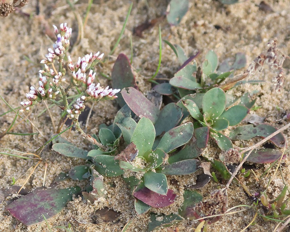 David Emley tweet media