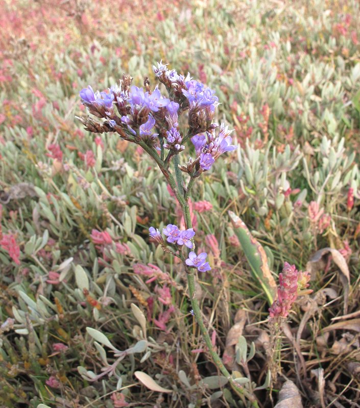 David Emley tweet media