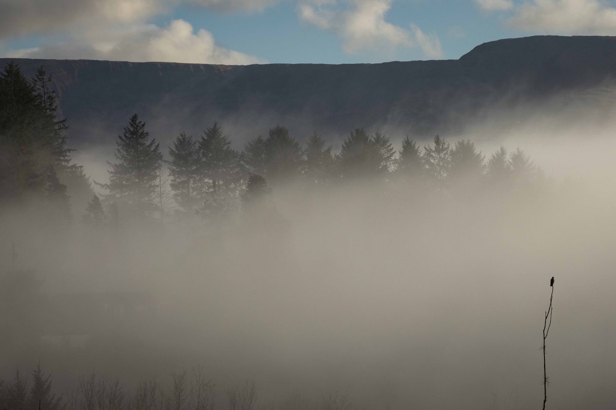 A lone Buzzard hunting in the fog this morning in the foothills of the Comeragh Mountains.