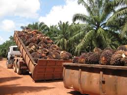 PEdgar05's tweet photo. La agroindustria de palma aceitera debe ser investigada y debe ser frenada porque sus abusos son monumentales: explotación laboral, contaminación del medio ambiente, invasión de terrenos comunitarios, criminalización de líderes comunitarios… solo perjudican, no benefician. https://t.co/Vp4GAbIEYE