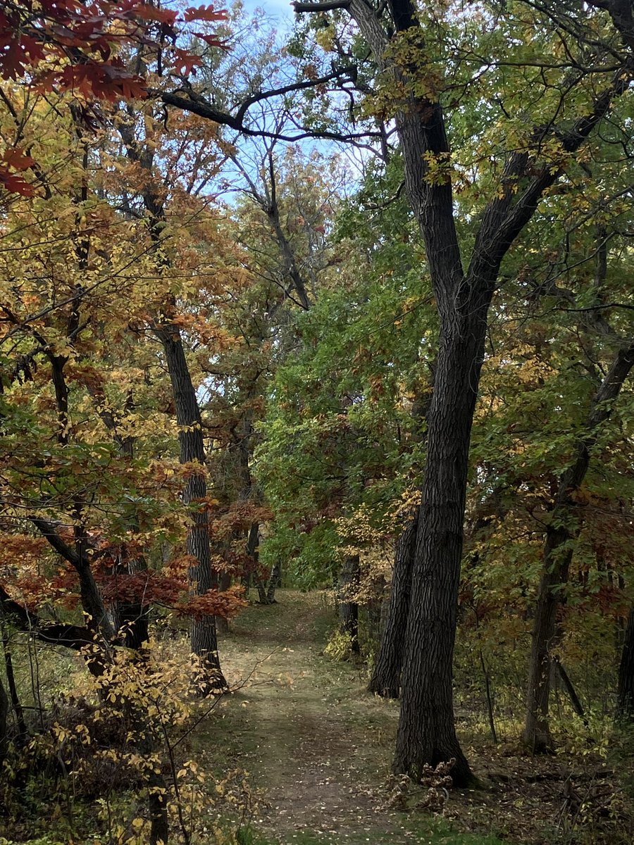 Ignisfox1's tweet image. Good morning for a little walk 

#mnfall #fallwalk #fallcolors #fall