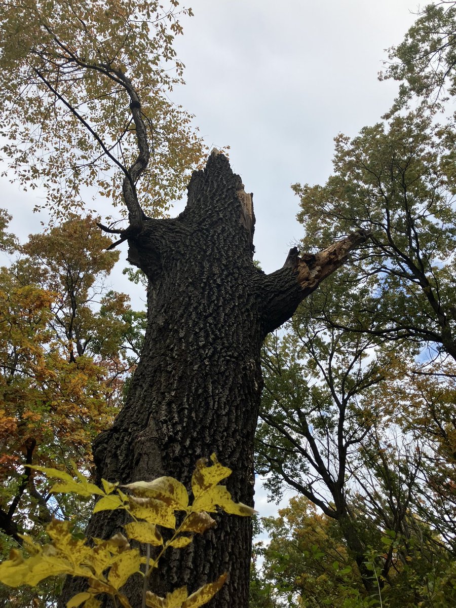 Ignisfox1's tweet image. Good morning for a little walk 

#mnfall #fallwalk #fallcolors #fall