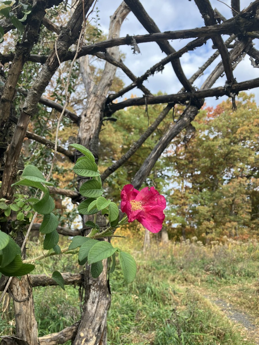 Ignisfox1's tweet image. Good morning for a little walk 

#mnfall #fallwalk #fallcolors #fall