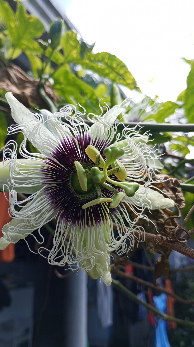 clerlisot's tweet photo. Quem tá aqui? Eu tô lá no bluesky 
Postando todo dia!! Aliás: o maracujá está dando flor de novo 🍀💚
Mesmo @ clerlisot https://t.co/6hM8w7Dyth