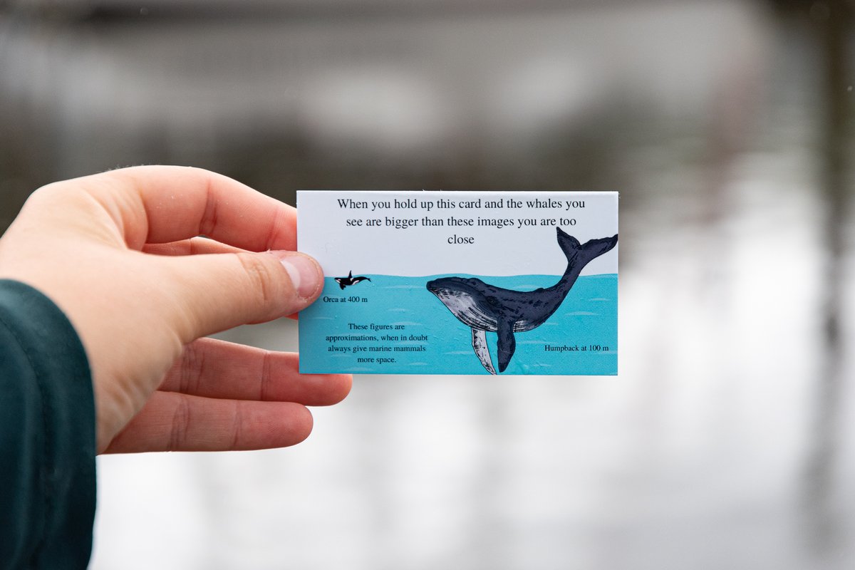 Today is Orca Recovery Day🐳 and it’s a perfect time to reflect on how we can all contribute to the survival of these incredible marine mammals. Together, we can make a real impact for orcas and our oceans. Let’s take action for a healthier marine environment! 💙✨