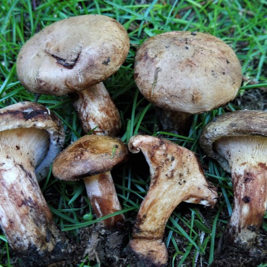 MYCOTOUR tweet media