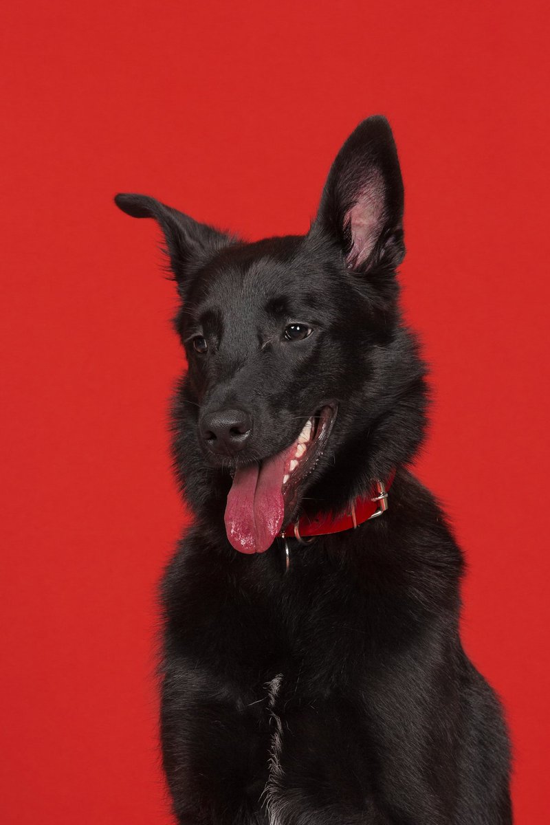 홍차(봄이), 로라(라티), 귀리를 임시보호하면서 많은 보람을 느꼈어요. 모두 건강하고 행복하게 지내기를, 그리고 같이 잘 지내준 올리에게 감사 인사를 전하고 싶어요. 올리네 임보는 이제 귀리를 마지막으로 종료합니다! 마음 보내주신 모든 분들께도 감사드립니다.