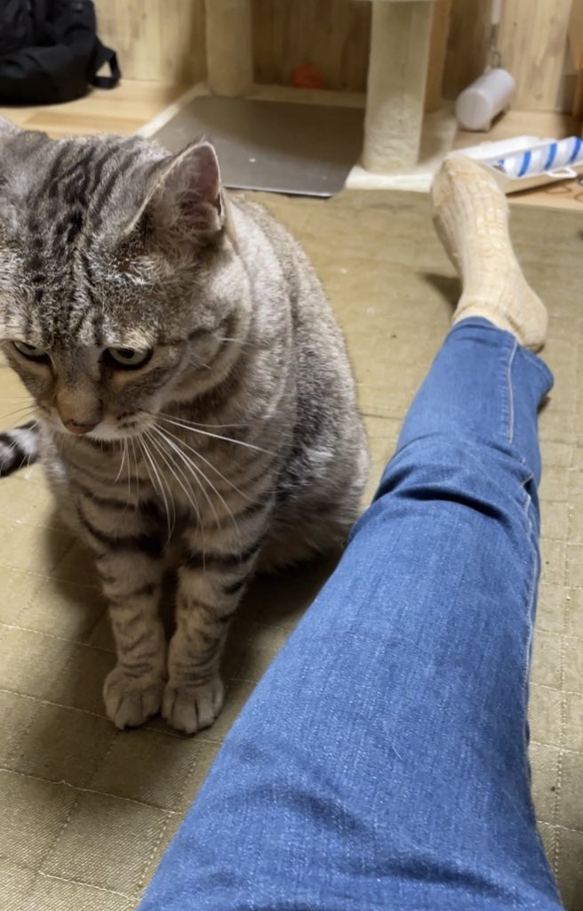 迷い猫小雪 tweet media