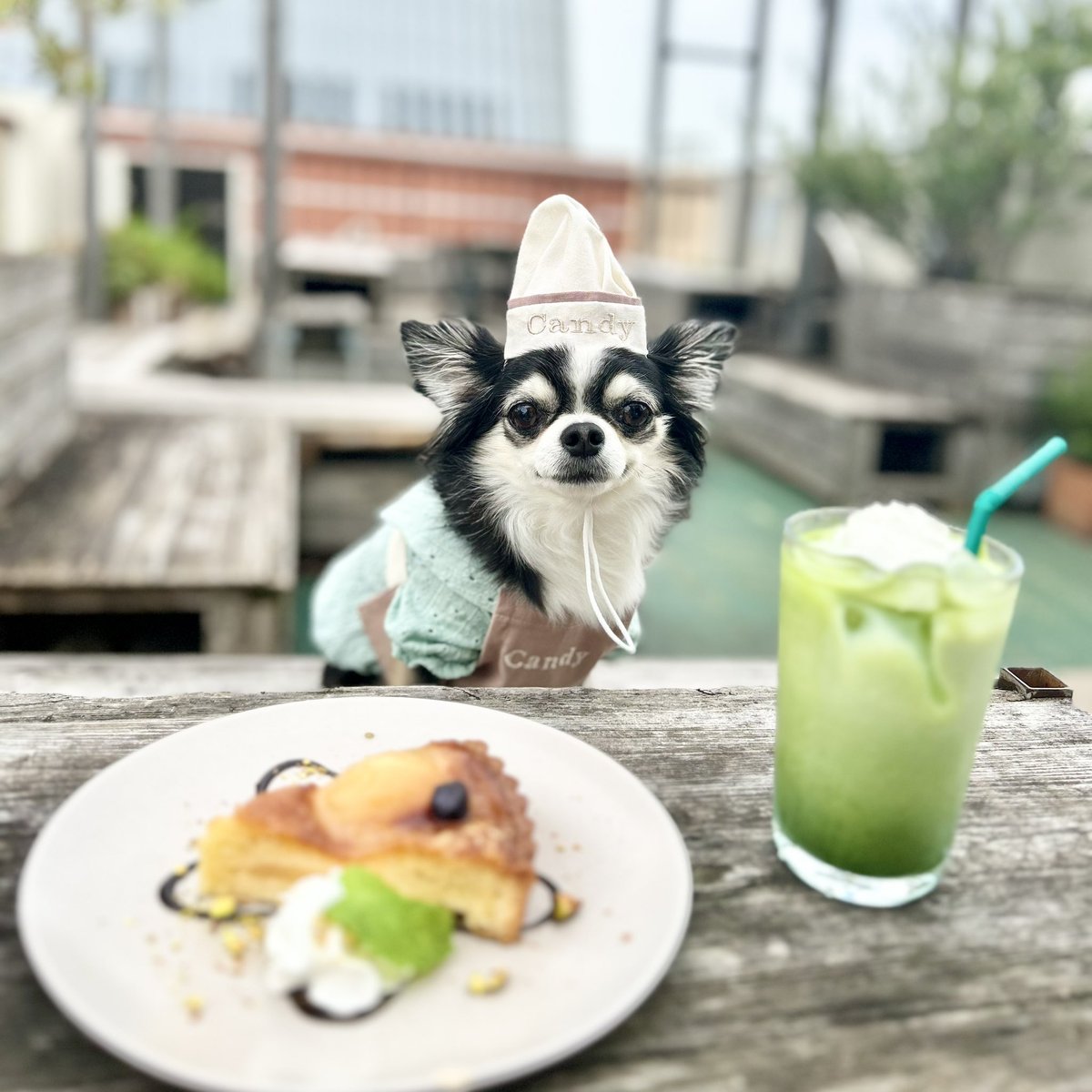 can_dailys's tweet photo. お客さま〜お待たせしましたぁ
抹茶ラテとタルトです https://t.co/sBkLNcmJUu