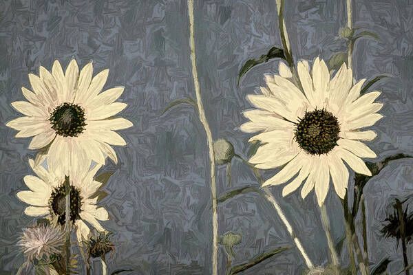 DebraMartz's tweet photo. "End Of Summer Sunflowers" Throw Blanket for Sale by Debra Martz
#RBandMe #RedbubbleShop #FindYourThing
GET-IT-HERE: https://t.co/2gnAeDh1Jg
#EndOfSummer #Sunflowers #MutedColor #GrayBackground #yellow #Blanket #throw ##PhotoArt #BuyIntoArt #WallArt #HomeDecoration https://t.co/Zp0yUWGDjh