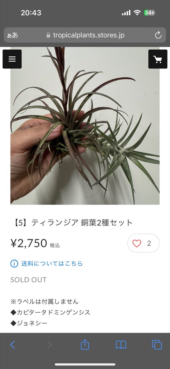 36yozora's tweet photo. レジェンド杉山の即売会
イオナンタバリエガータは落とせなかったたけど、カピタータドミンゲンシスは落とせてよかった!(ゆうてもどんなものか知らんけど、これでもでかいって言ってたからドワーフ種か?)
ジョネシーはうちにもいるからおまけだな
バリエガータで2200円は本当破格だったな、、 https://t.co/IYf9g0T0MB