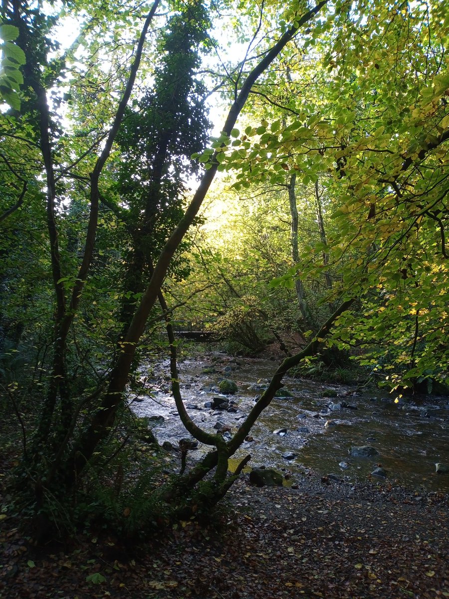 Marni4's tweet photo. Autumn parkrun #tailwalker https://t.co/Emziti5WQz