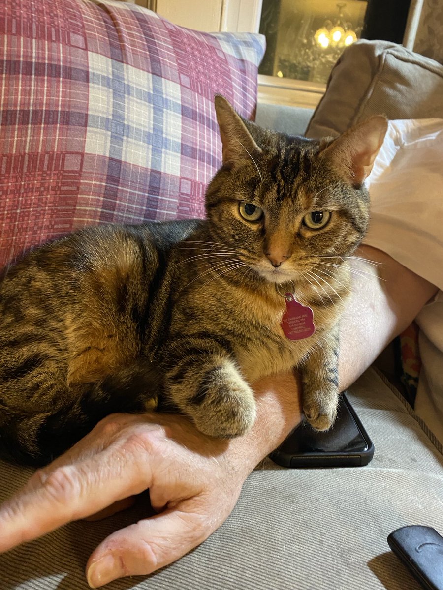 KristenFrame1's tweet photo. Daddy’s been home all week since his surgery. He says he’s going back to work on Monday. I’ve decided to keep him here. #Saoirse #catweight https://t.co/WcZTwApmiO