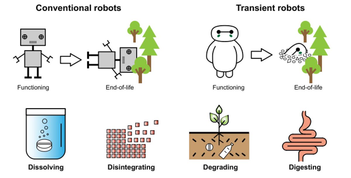PME - Printed and Molecular Electronics (@caironipme) on Twitter photo "The rise of transient robotics", a commentary led by Qiukai Qi and Jonathan Rossiter <a href="/BristolUni/">University of Bristol</a>, partners in the <a href="/robo_food/">RoboFood</a> project on "Edible Robotics and Robotic Food". <a href="/IITalk/">IIT</a> <a href="/EPFL/">EPFL</a> 
Free access here: authors.elsevier.com/c/1jyOj9UPy1cQ… "The rise of transient robotics", a commentary led by Qiukai Qi and Jonathan Rossiter <a href="/BristolUni/">University of Bristol</a>, partners in the <a href="/robo_food/">RoboFood</a> project on "Edible Robotics and Robotic Food". <a href="/IITalk/">IIT</a> <a href="/EPFL/">EPFL</a> 
Free access here: authors.elsevier.com/c/1jyOj9UPy1cQ…