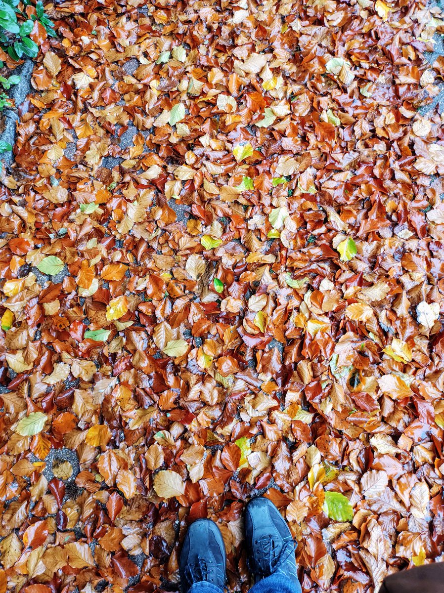 Nature has rolled out a carpet for me today and I embrace the autumnal beauty of the fallen leaves #Mindfulness