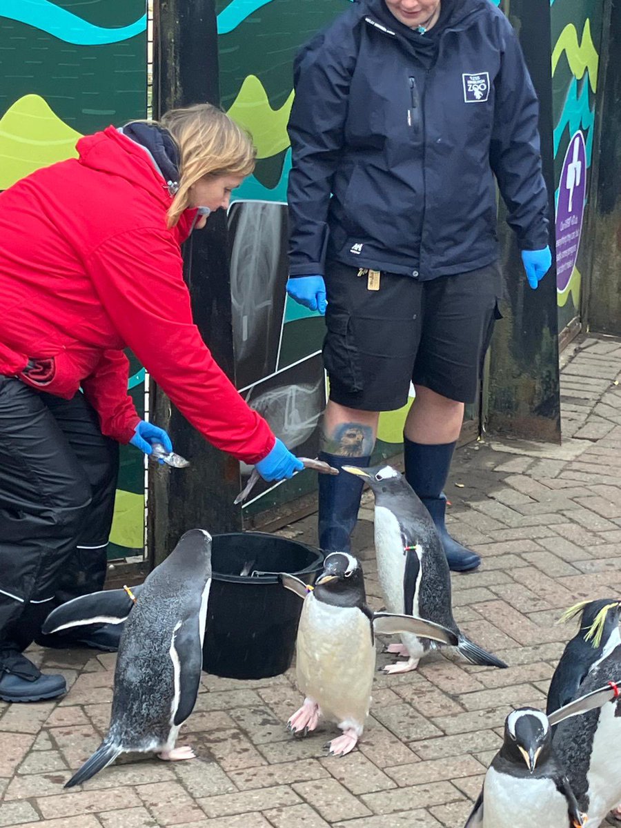Living my dream 🐧🐠🐧🐠