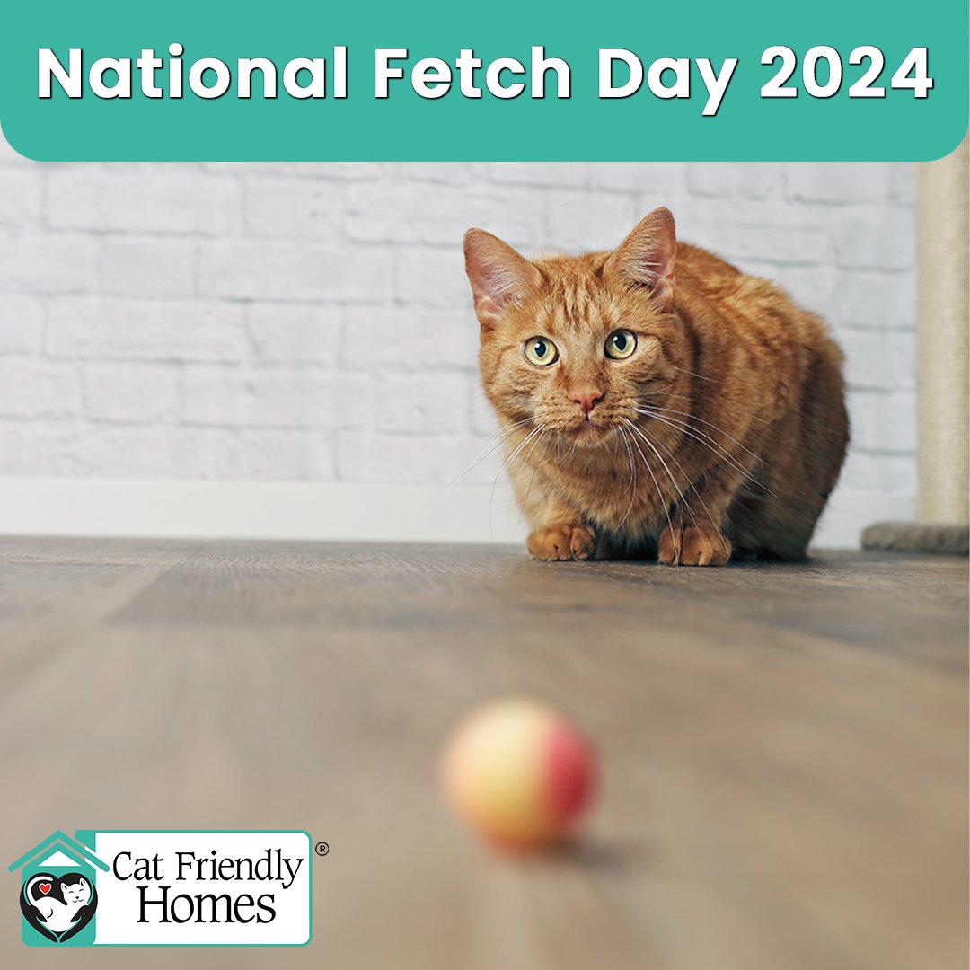Happy National Fetch Day! Play, including fetch, is an important way to hone your cat’s instincts. Allow your cat to capture the ‘prey’ at the end of a hunt-and-play session to satisfy this natural hunting instinct. Learn more at bit.ly/3DaipRg. 

#CatFriendlyHomes