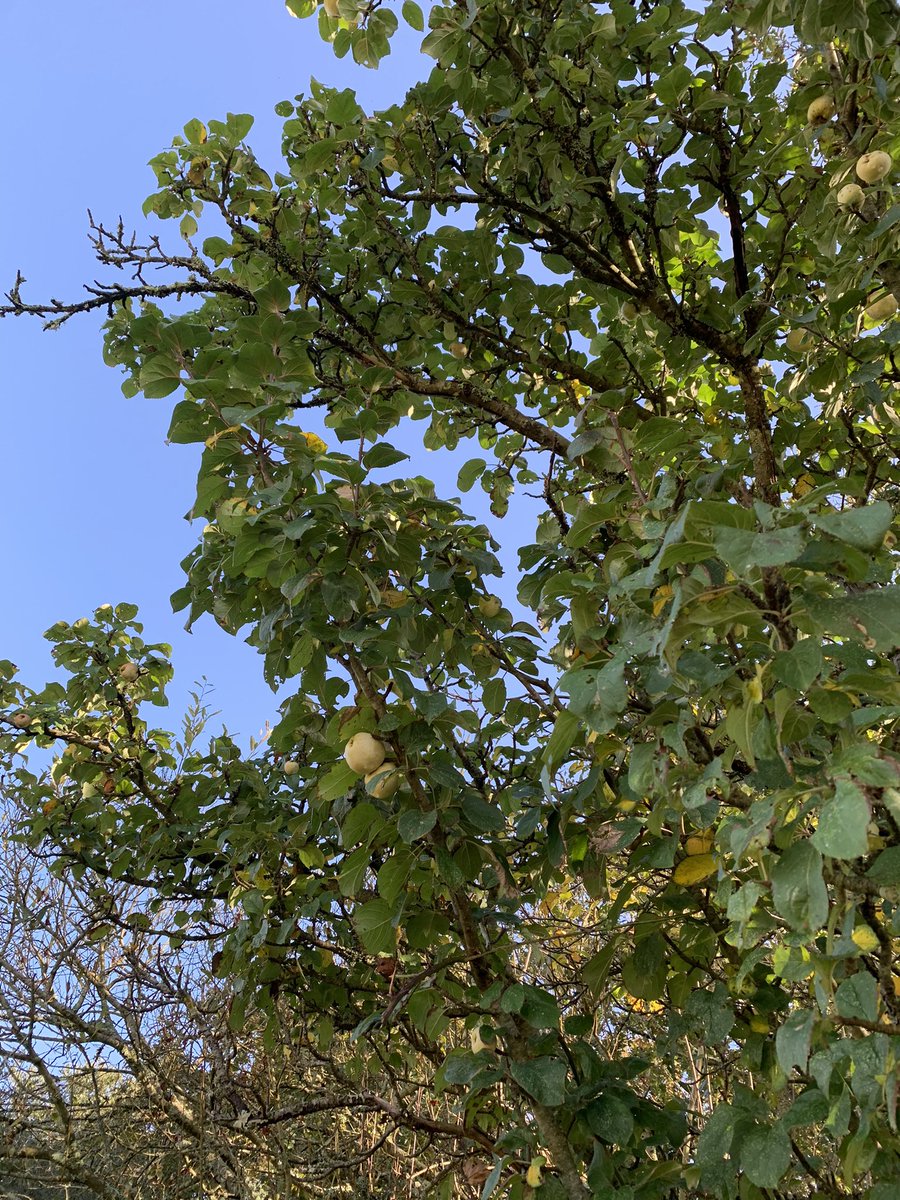 Alex Prendergast (@bramblebotanist) on Twitter photo An interesting apple on the boundary of a garden & common in west Brittany. White with small red patches. Sweet and juicy then not unpleasantly bitter. Any ideas <a href="/stewartwaine/">stewart waine</a> An interesting apple on the boundary of a garden & common in west Brittany. White with small red patches. Sweet and juicy then not unpleasantly bitter. Any ideas <a href="/stewartwaine/">stewart waine</a>