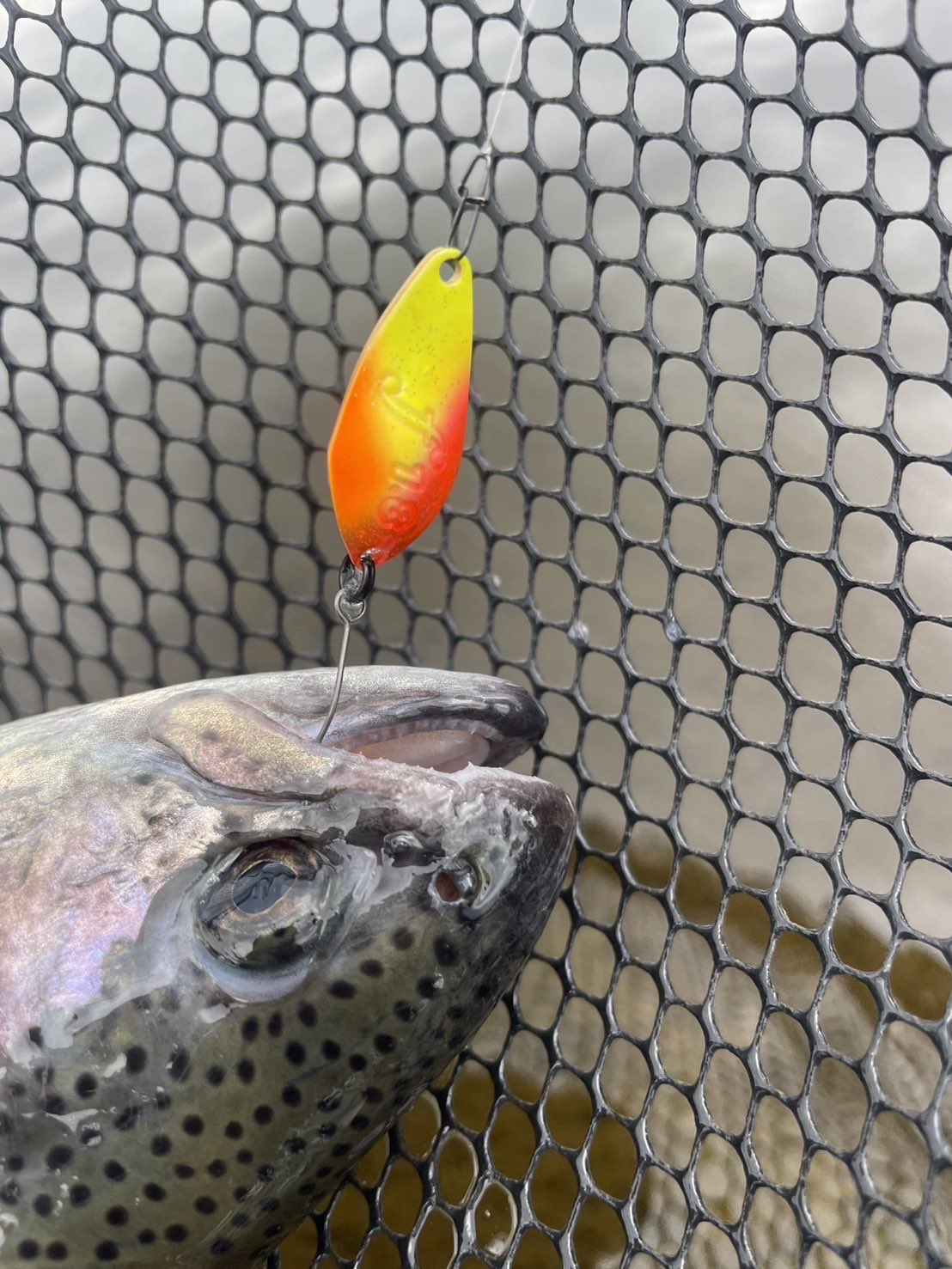 ベルベットアーツ トップマイスターなど 放流セット 伊藤雄大 on X: 