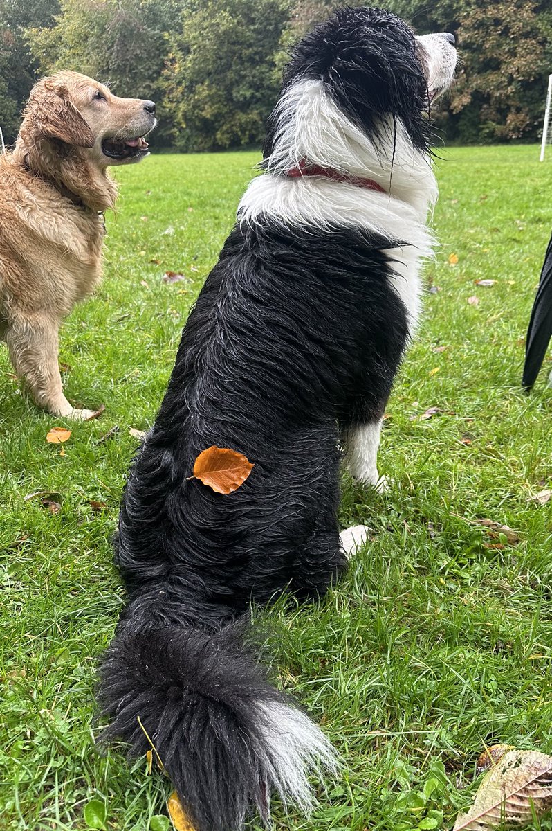 AnnitaBBC's tweet image. Soggy dogs with #autumn leaves - #weekendwalks