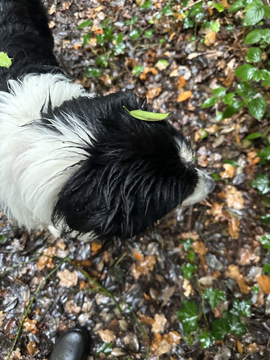 AnnitaBBC's tweet image. Soggy dogs with #autumn leaves - #weekendwalks