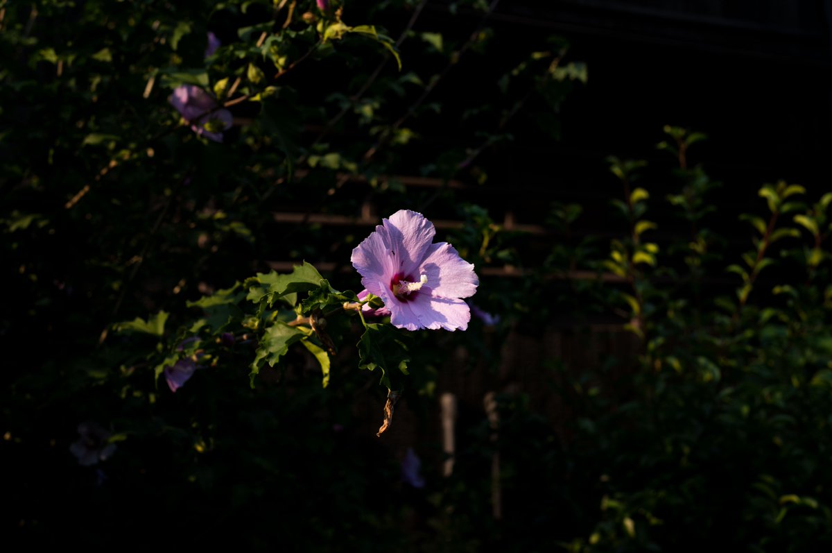 doraemon092112's tweet photo. 夕暮れ https://t.co/AsTx23T6br