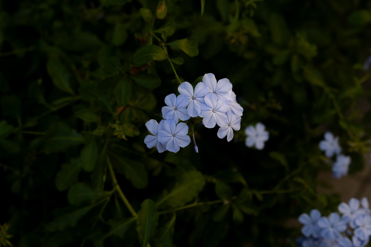 doraemon092112's tweet photo. 夕暮れ https://t.co/AsTx23T6br