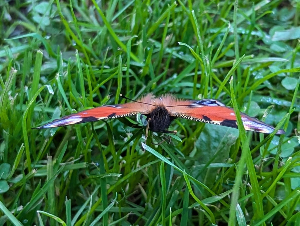 Schmetterling