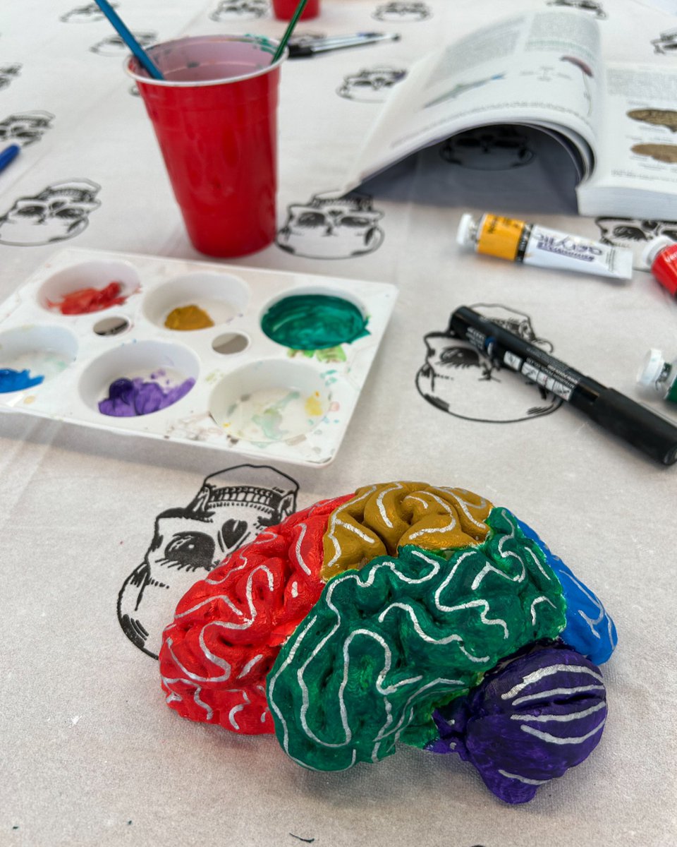 elliemhorne03's tweet photo. Fantastic morning with @ATLASFacilityEd 
doing their neuroanatomy workshop! 
🧠🎨
[please note that the image shown is of a painted plaster cast brain model] https://t.co/aSeFm1F0BT