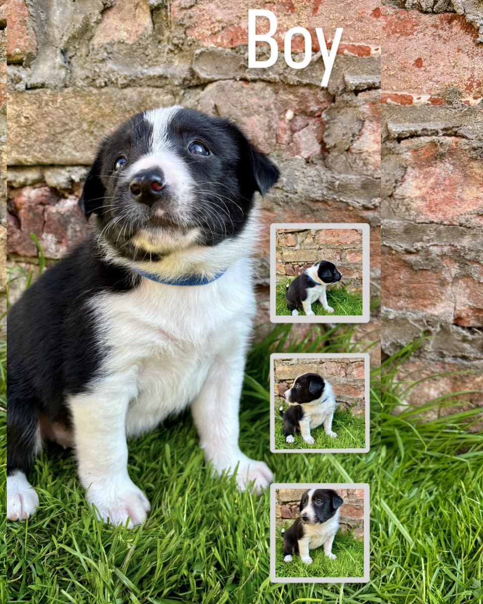 vickyeirwin's tweet photo. Still looking homes for these

If you know anyone interested, let me know

Both mum and dad can be seen https://t.co/g0fGq1pkDz