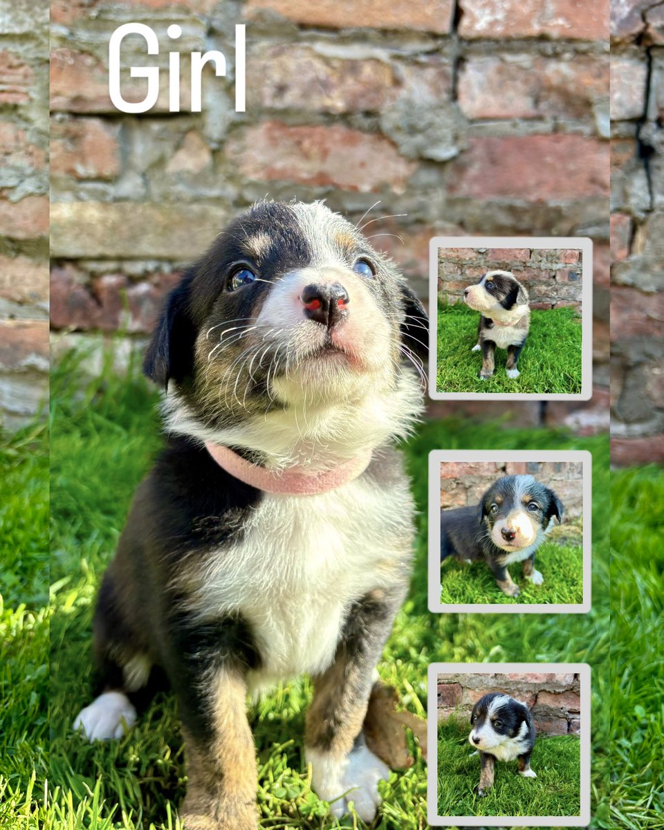 vickyeirwin's tweet photo. Still looking homes for these

If you know anyone interested, let me know

Both mum and dad can be seen https://t.co/g0fGq1pkDz