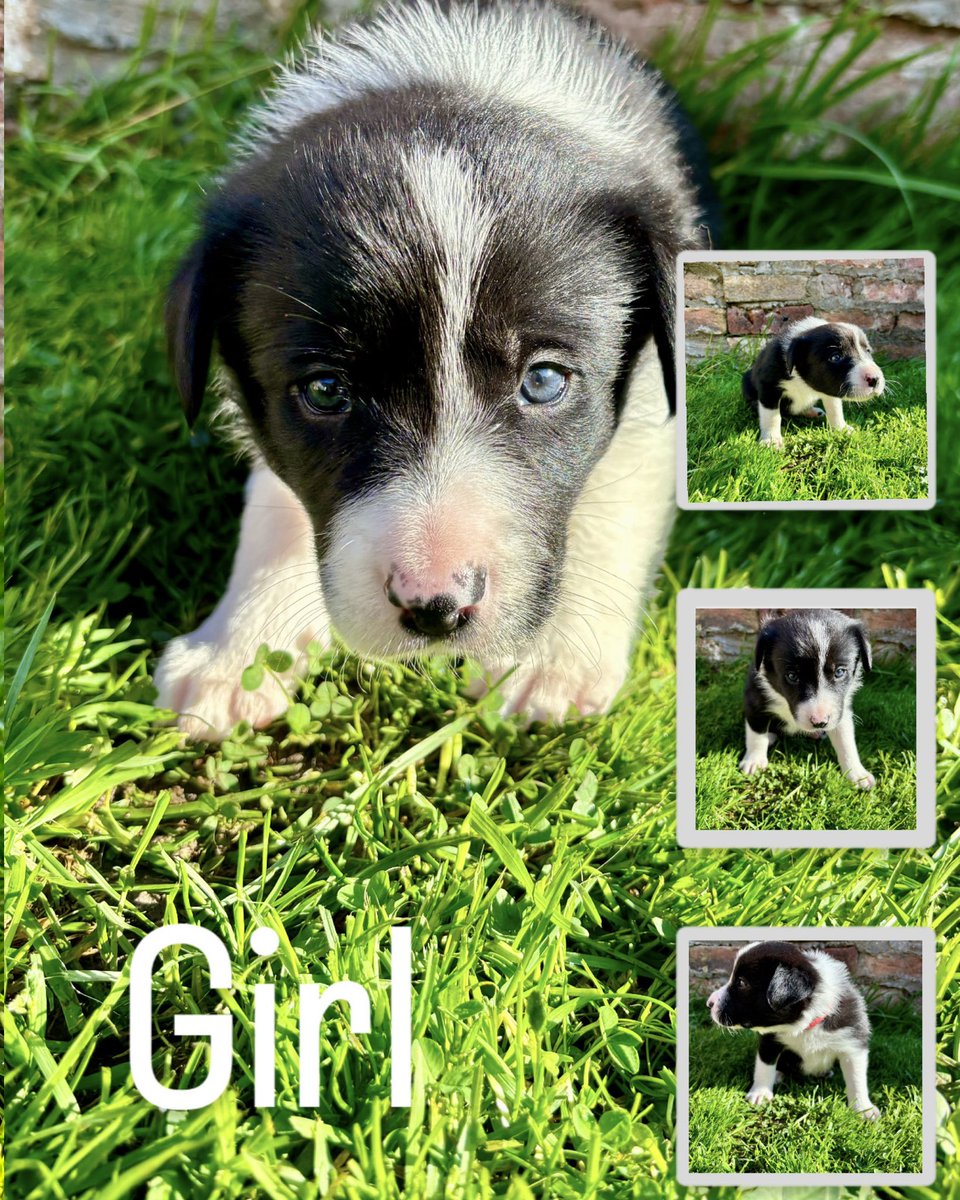 vickyeirwin's tweet photo. Still looking homes for these

If you know anyone interested, let me know

Both mum and dad can be seen https://t.co/g0fGq1pkDz