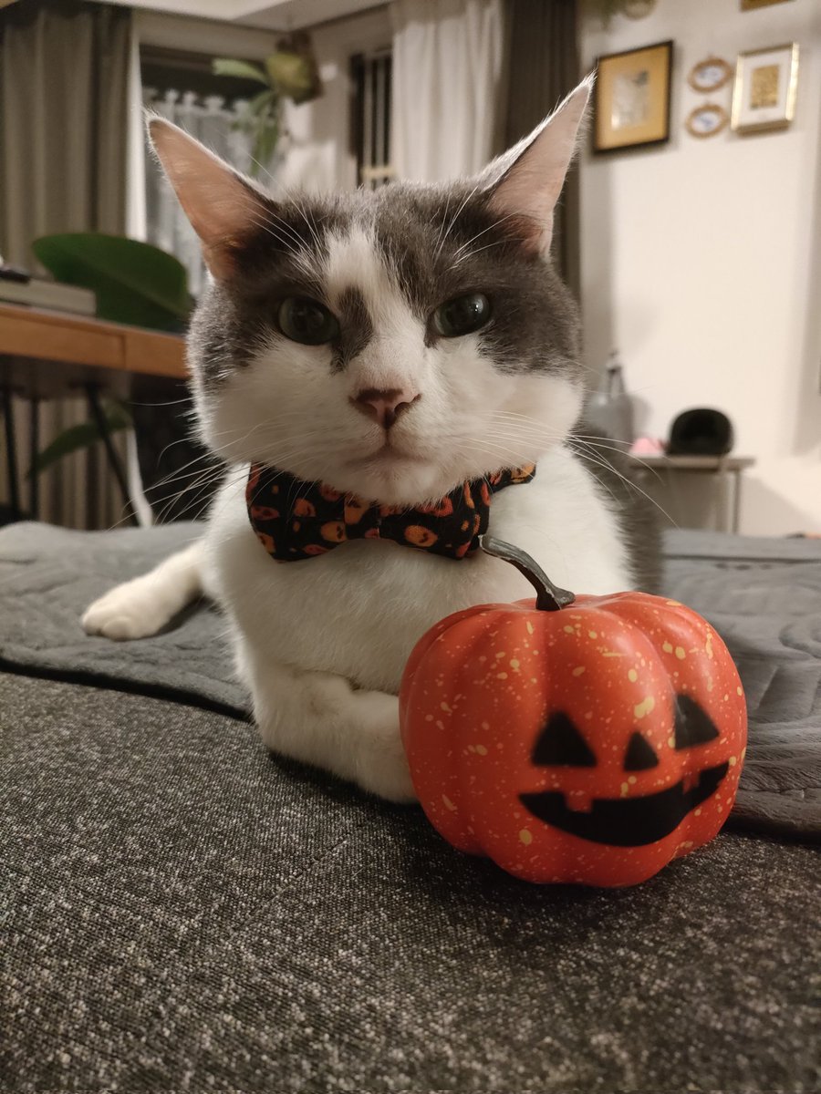 guintomilo's tweet photo. 2024年10月19日の銀チャン
ハロウィンが近づいてきましたニャ🎃
#保護猫 #ねこ #cat #猫がいる生活 
#猫の居る暮らし #猫動画
#猫好きさんと繋がりたい 
#ハロウィン #halloween2024 https://t.co/CxXCuQCelt