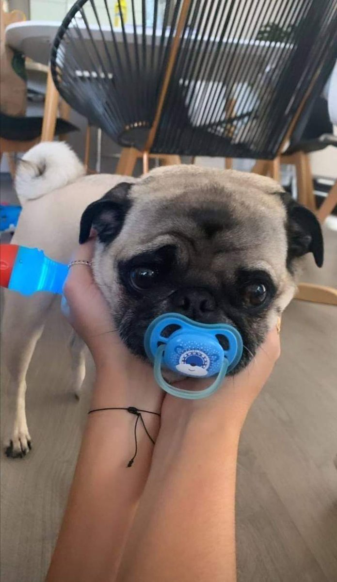 Pug_buffet's tweet photo. How cute 🥰🥰🥰🥰 https://t.co/XRCam492eW