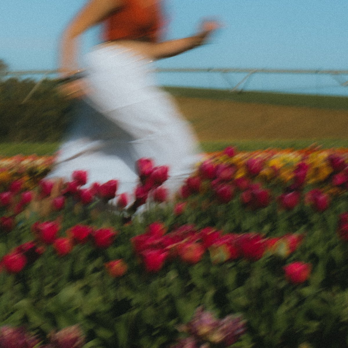 josiahfarrow's tweet photo. take me where the tulips bloom by the sea https://t.co/BpajpjdEdM