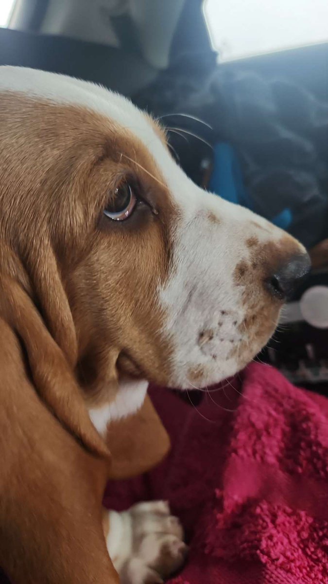 Meet Gustaf. The new family hound.